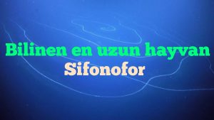 Bilinen en uzun hayvan Sifonofor