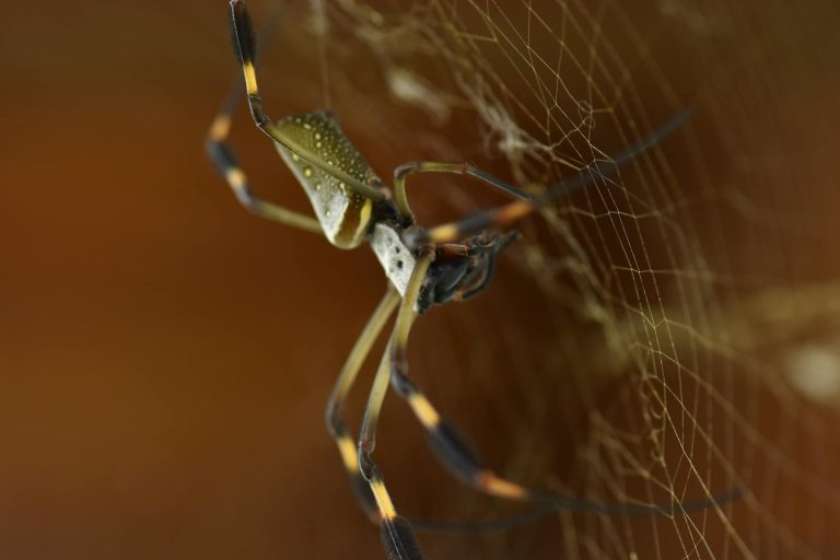 Nicolas Cage Spider-Noir