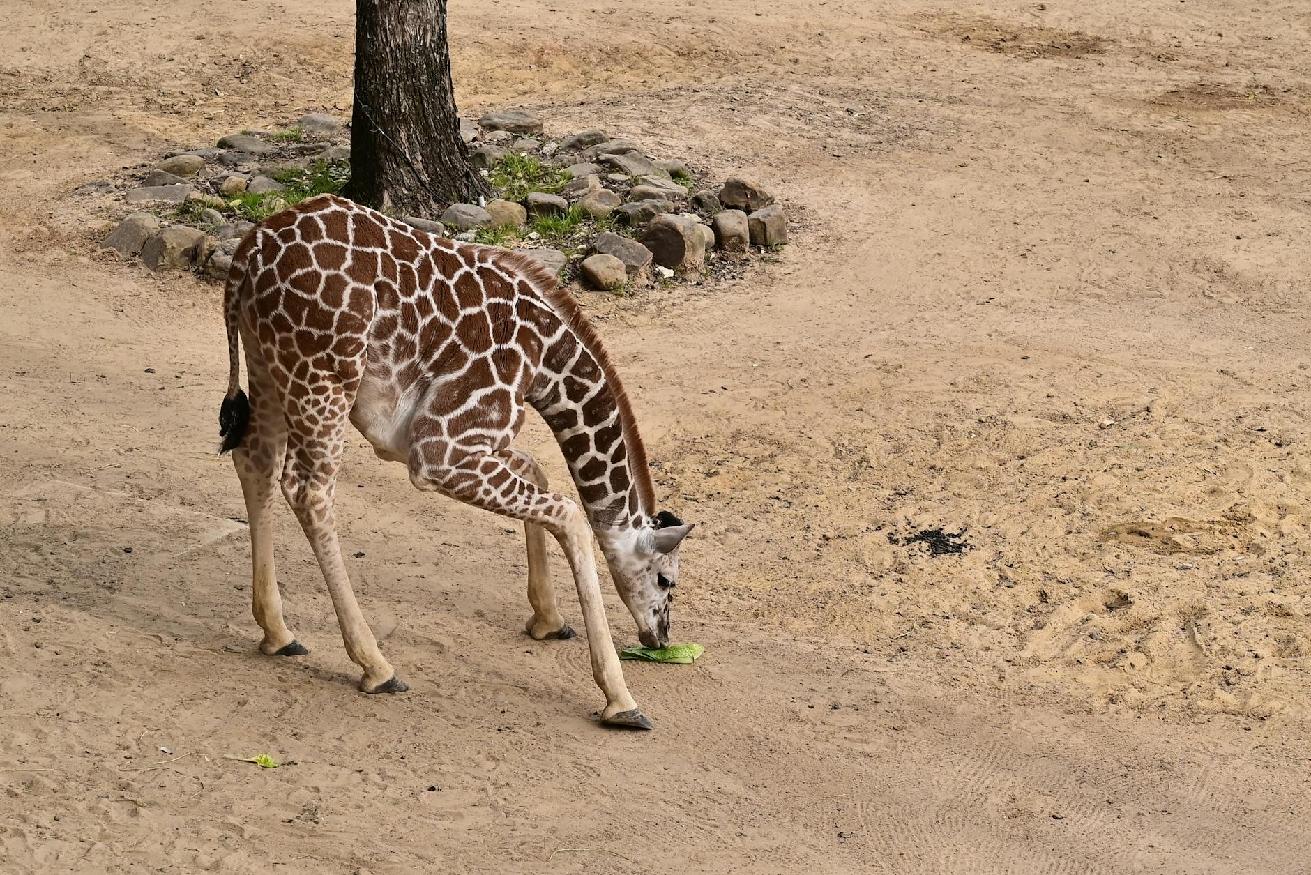 baby giraffe Gaziantep zoo