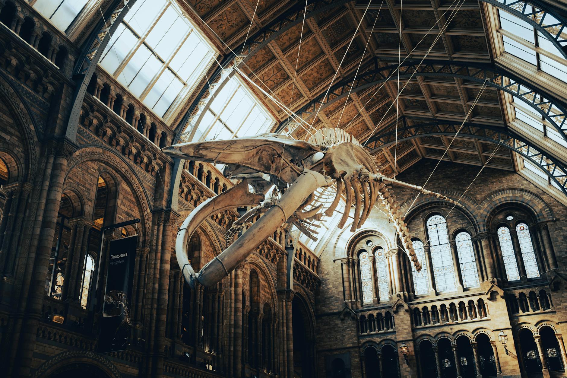 whale bones museum